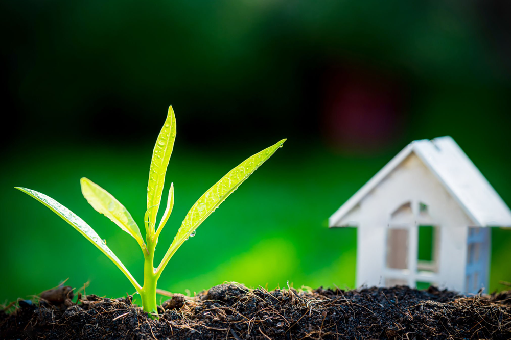 Planta creciendo en la tierra y una casita de madera de fondo